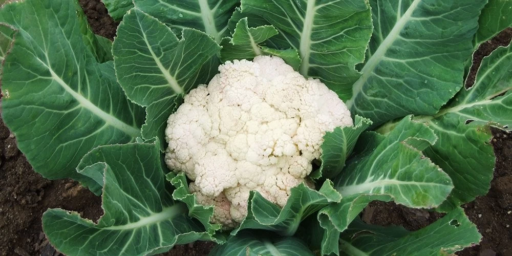 Το κουνουπίδι και οι ευεργετικές του ιδιότητες